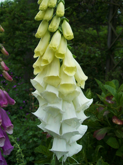 White Foxglove